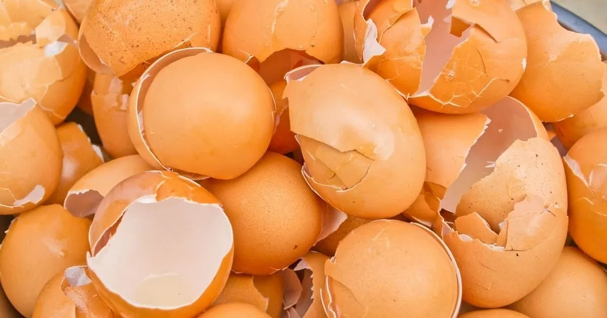 6 Ways to Turbocharge a Gorgeous Garden With Leftover Eggshells