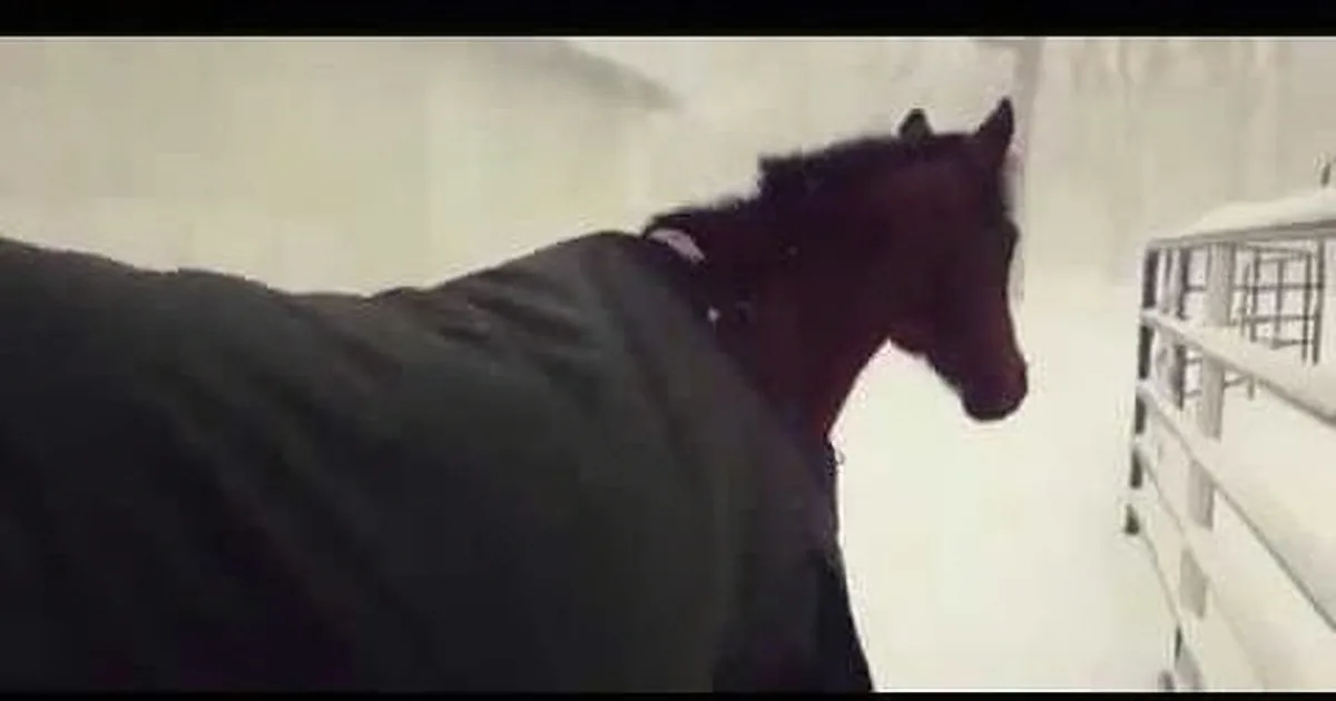 A horse wearing a dark blanket stands on a snowy surface, looking to the right.