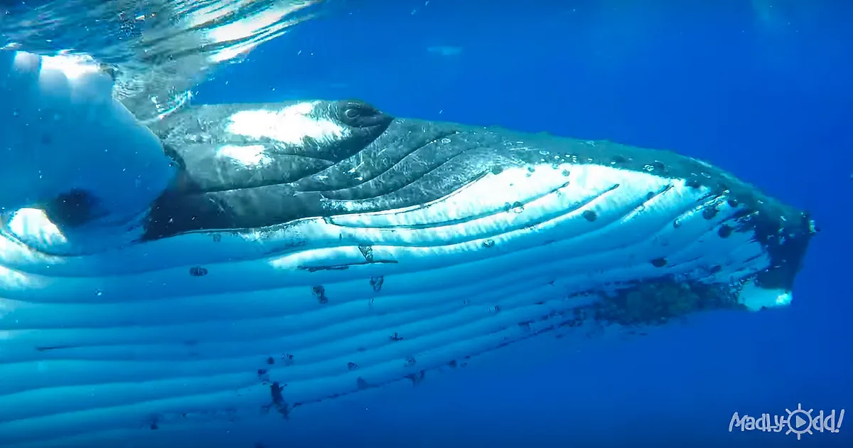 Whale Heroically Pushes Diver to Safety in Dramatic Footage