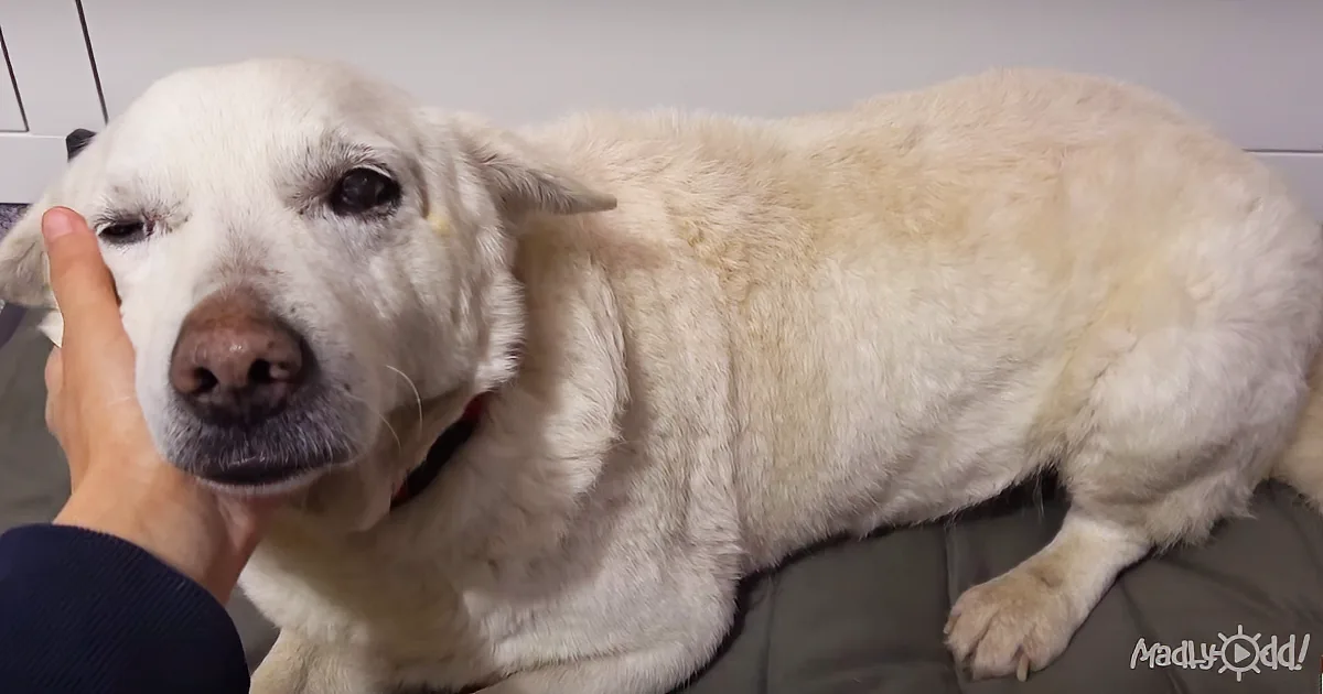 Rescuers See Frightened and Homeless Dog by Railroad Tracks, They Capture His Rescue on Camera