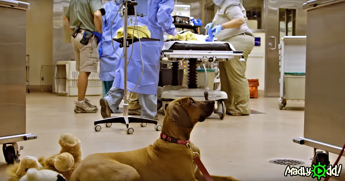 A dog sits on the floor, looking up at medical personnel in a hospital setting.