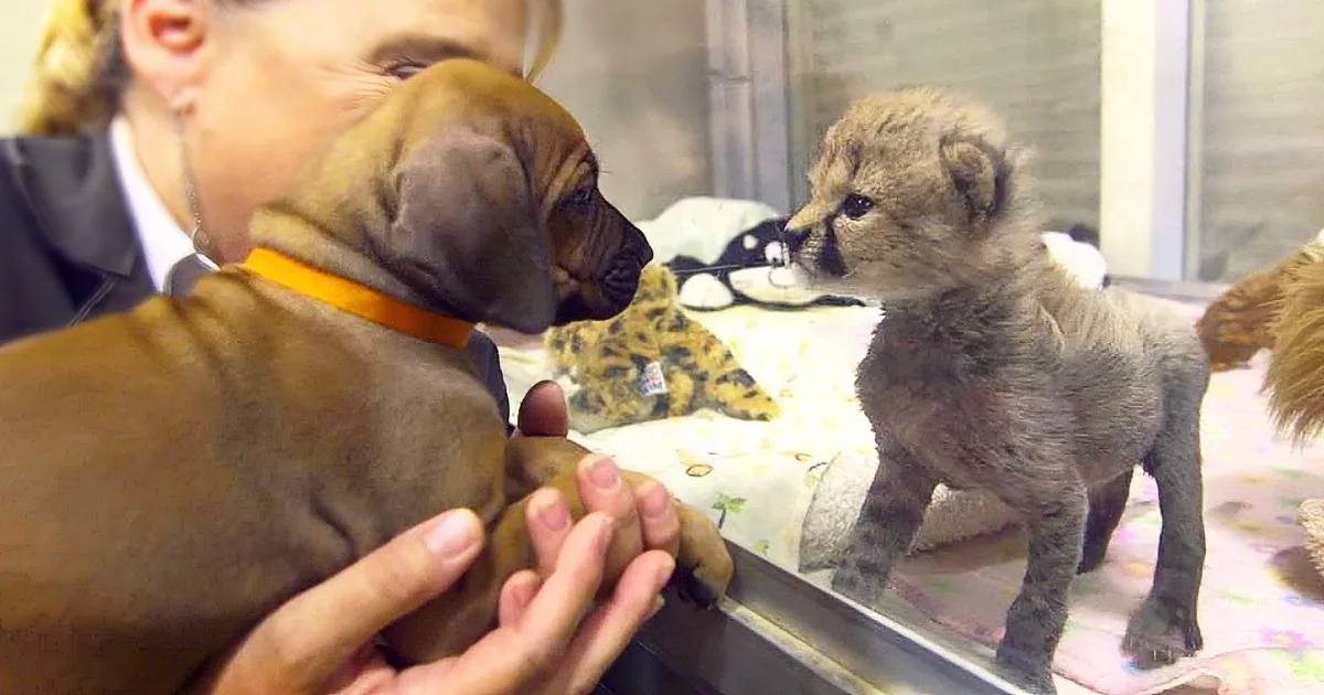 Nervous Baby Cheetah Is Given ''Support Puppy'' -- Their Friendship Is Melting Hearts