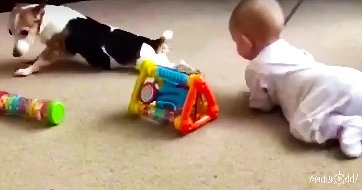 A Baby Gets a ''Crawling 101'' Lesson From the Family''s Jack Russell Terrier