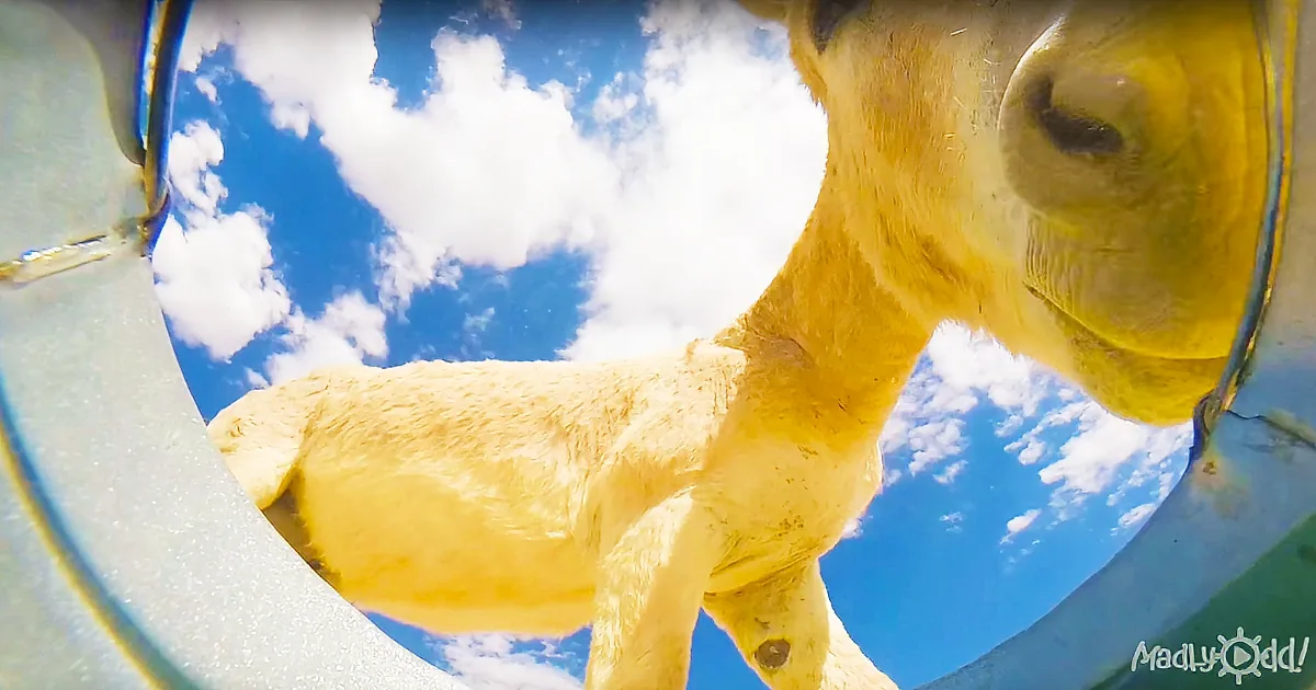 A Man Hides a Camera in a Bucket to See Who Will Show up to Drink. the Result Is Awesome!