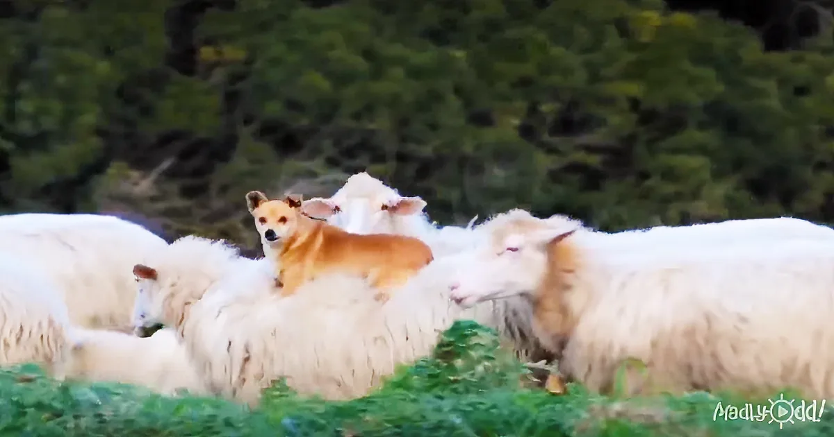 This Dog Is Supposed to Guard Sheep, but His Method Has Everyone in Hysterics!