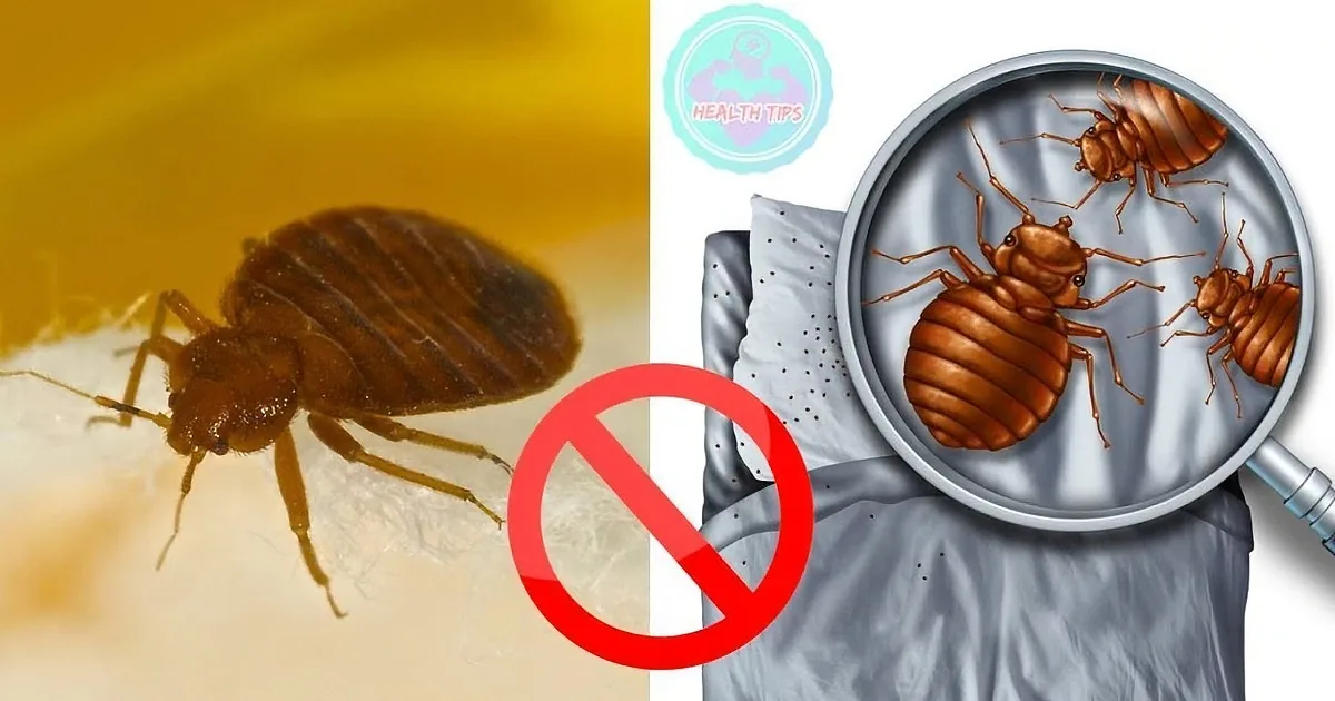 Bed bugs on bedding with a "no" symbol, emphasizing their presence and danger.