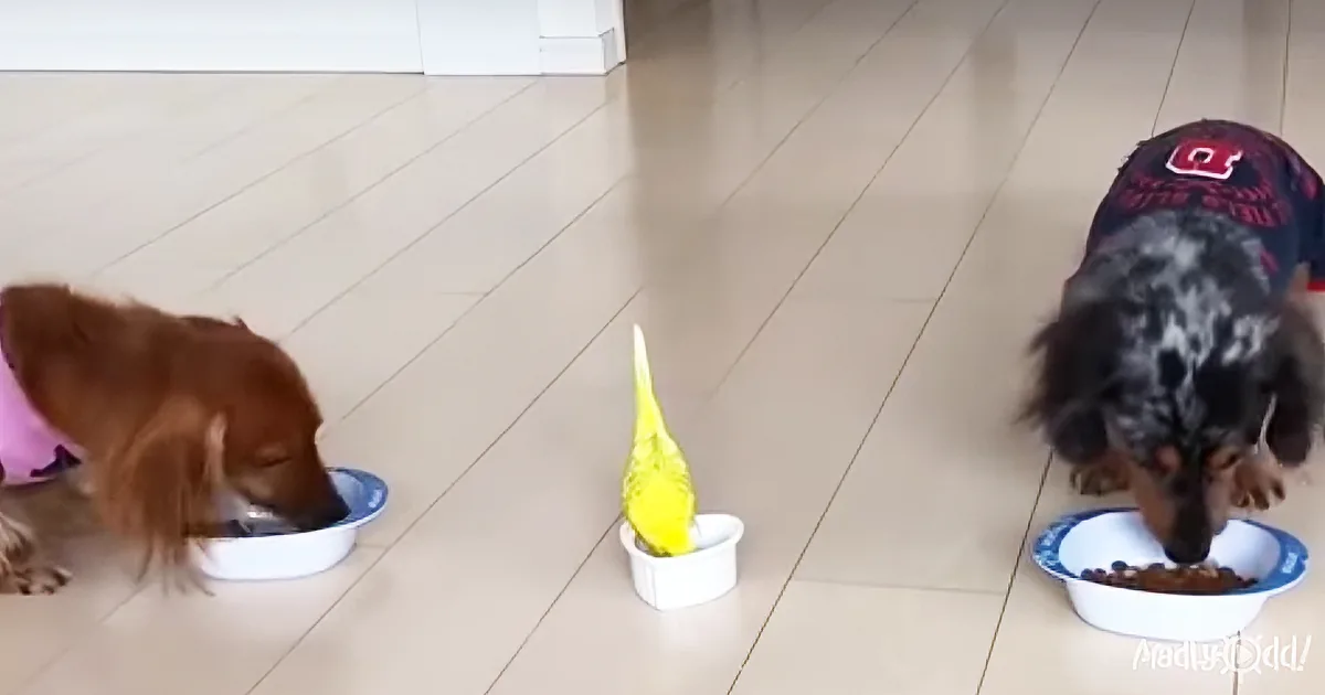 Two Dogs Line up to Eat, but a Bird Comes in and Makes the Day!