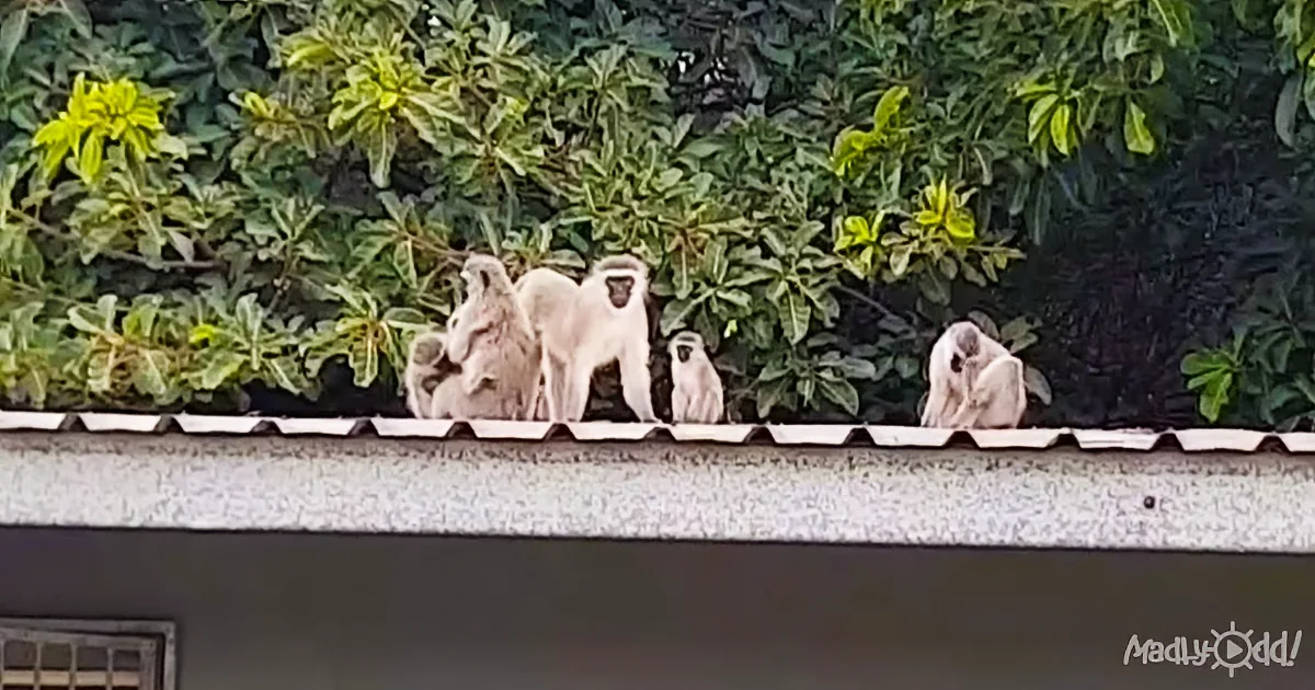 Monkeys are sitting on a roof with lush green foliage in the background.