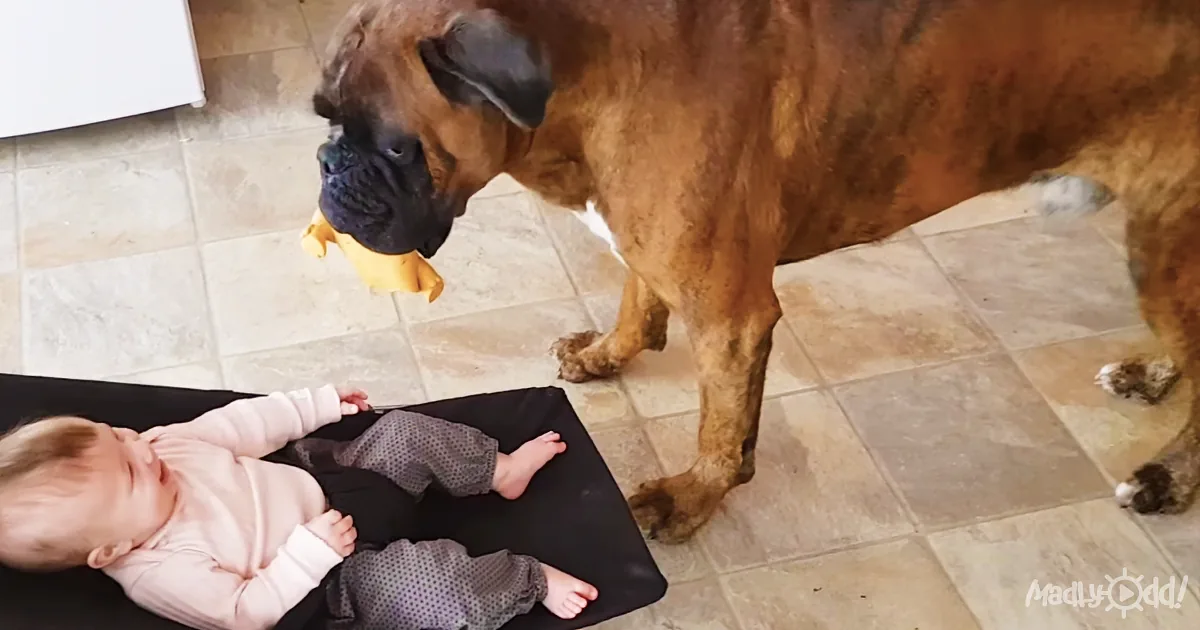 A large brown dog holds a yellow toy near a baby lying on a black mat on a tiled floor.