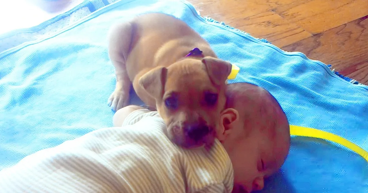 Baby Falls Asleep. His New Puppy Waits by His Side, Then at 1:47 Melts Everyone''s Heart