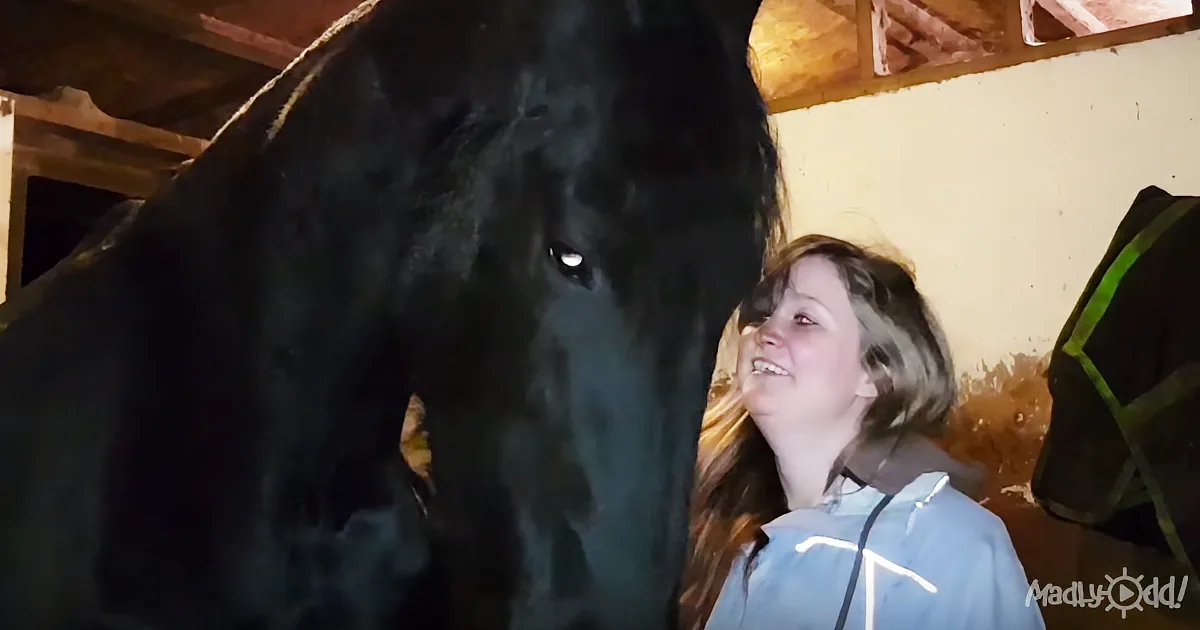 A Horse Suspiciously Looks up at the Camera and Does Something That Goes Viral!