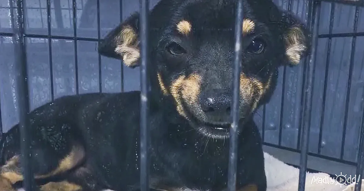 A black and tan dog with a sad expression is caged, looking directly at the camera.