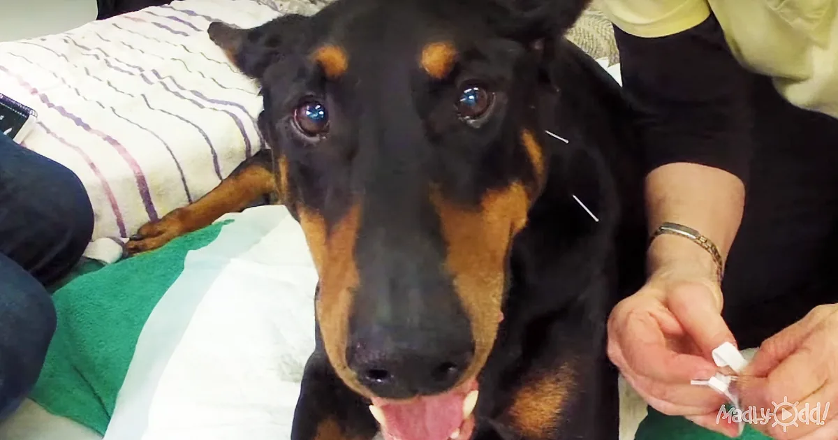 A Doberman pinscher with acupuncture needles on its back lies on a bed, appearing calm.