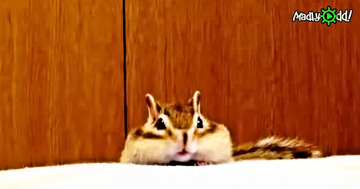 A chipmunk with its cheeks puffed out, sitting against a wooden background.