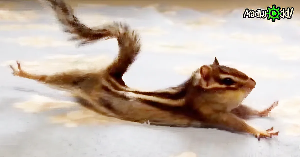 A chipmunk with striped fur is lying on its side on a light-colored surface.