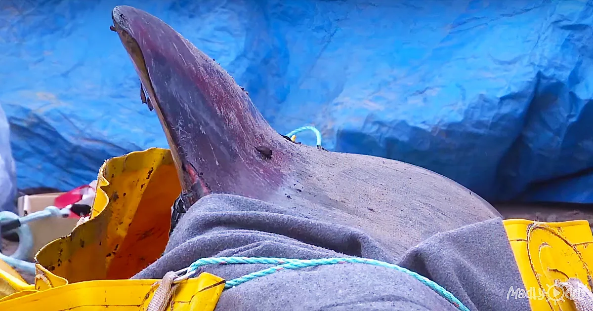 A dolphin's dorsal fin is visible, resting on a gray cloth with yellow and blue ropes nearby.