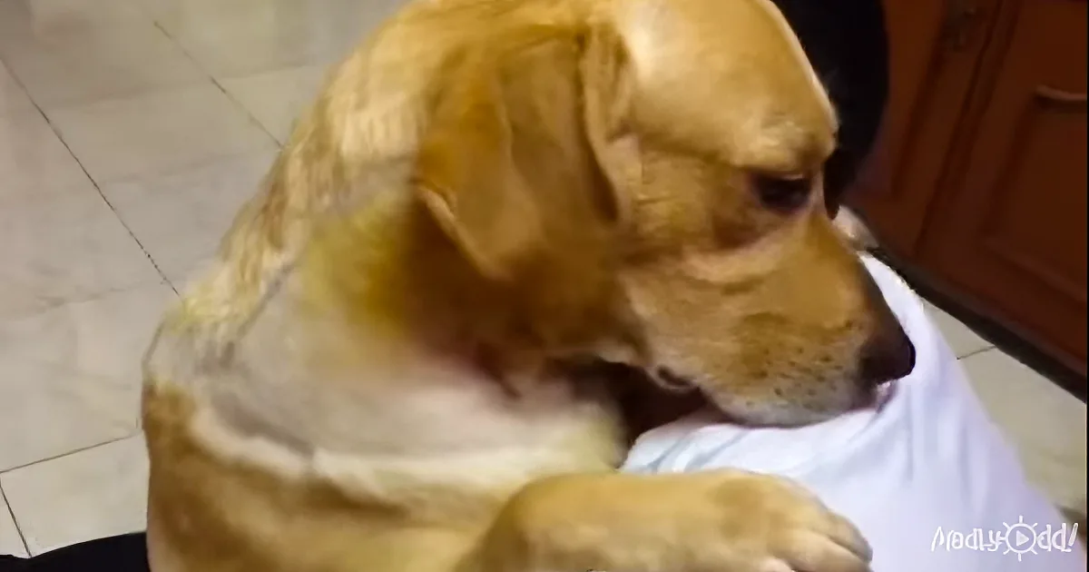 A golden dog wearing a white shirt is lying down on a tiled floor.