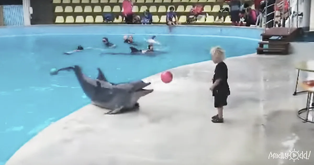 Daring Dolphin ''Steals'' Boy''s Red Ball, While His Parents Stand There Recording It All Going Down