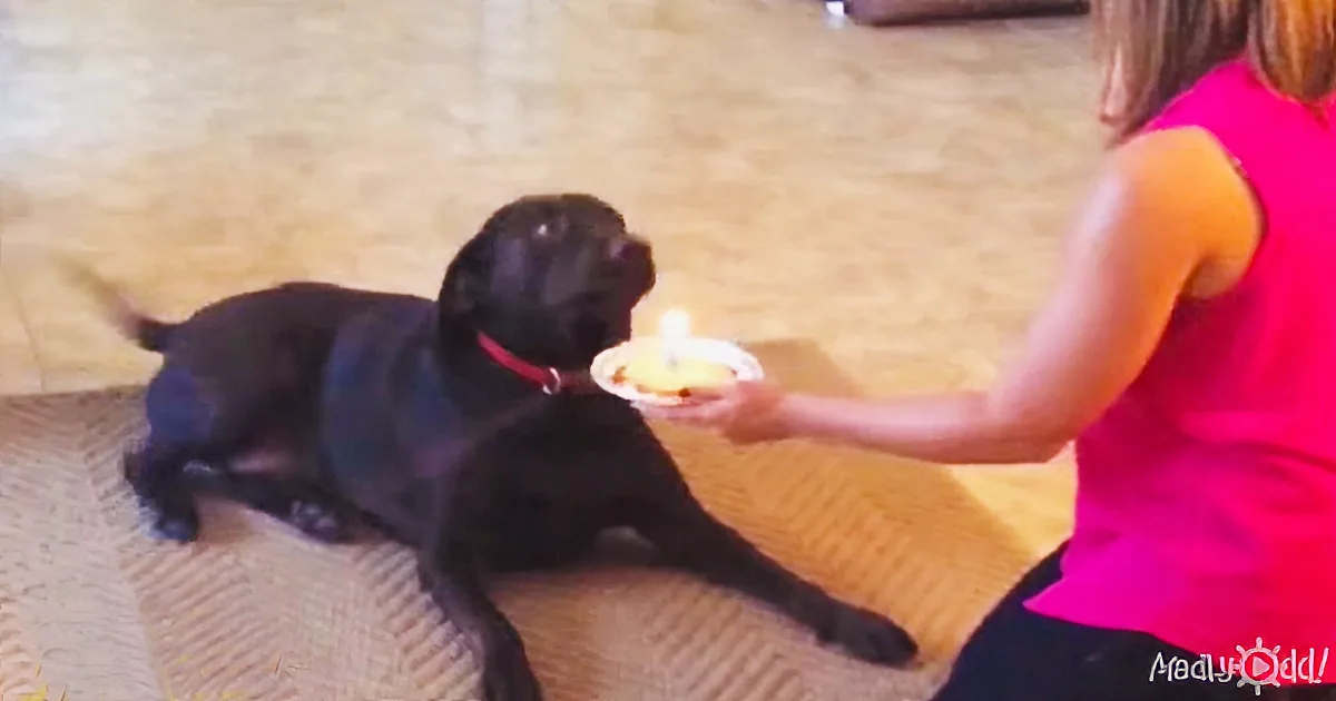 Different Dogs Have Different Takes on Celebrating Their Birthdays, Which We All Know Too Well
