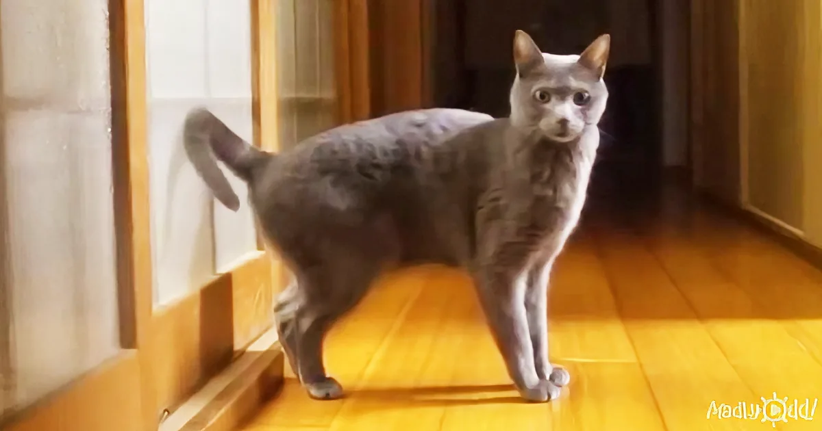 Is That a Cat or a Bunny Knocking on the Door? LOL