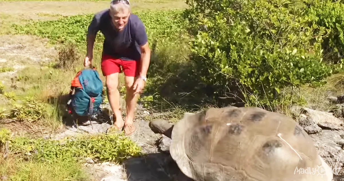 A man in red shorts and a blue shirt walks near a large tortoise on a rocky path.