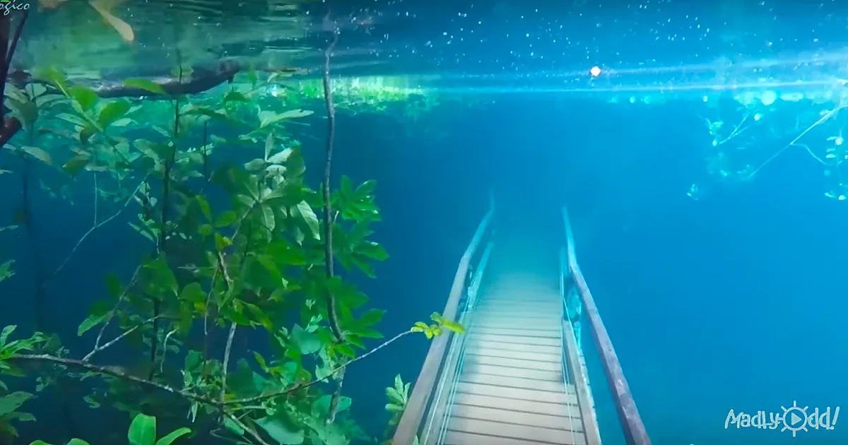 A wooden bridge extends into a serene, blue-lit waterway surrounded by lush greenery.