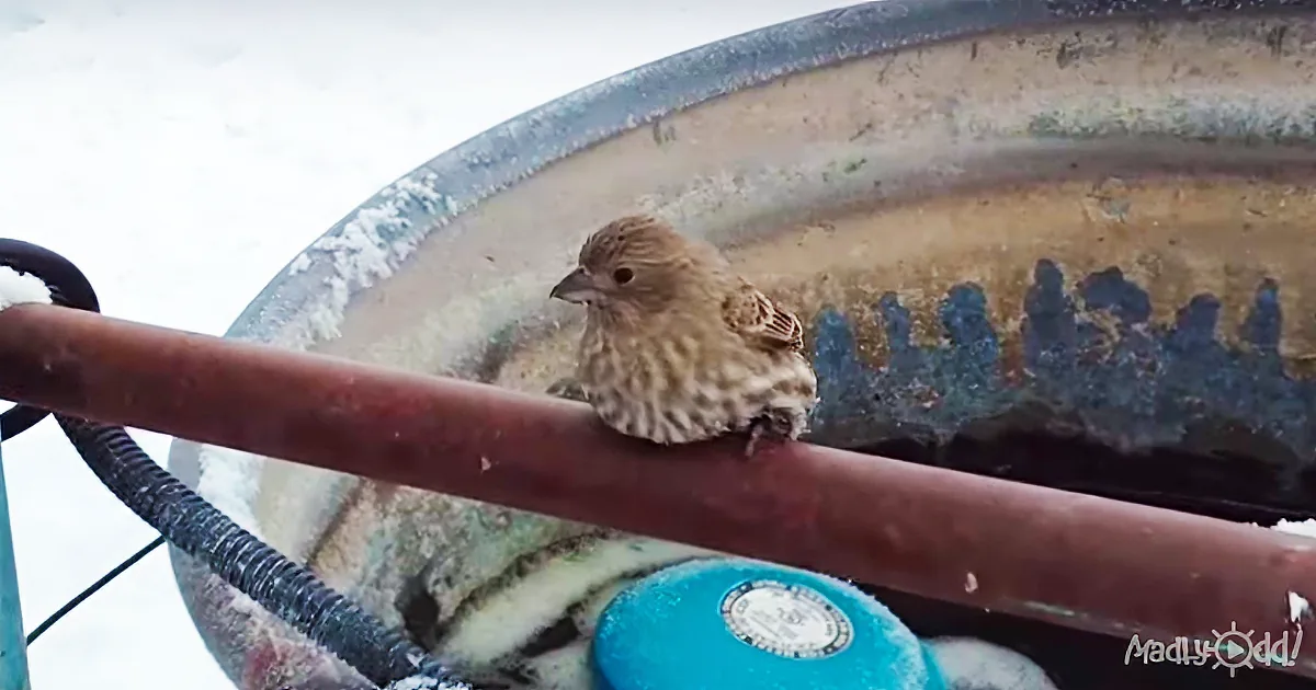 A Man Sees a Bird Frozen on a Pipe, so He Comes up With a Genius Plan to Rescue Him!