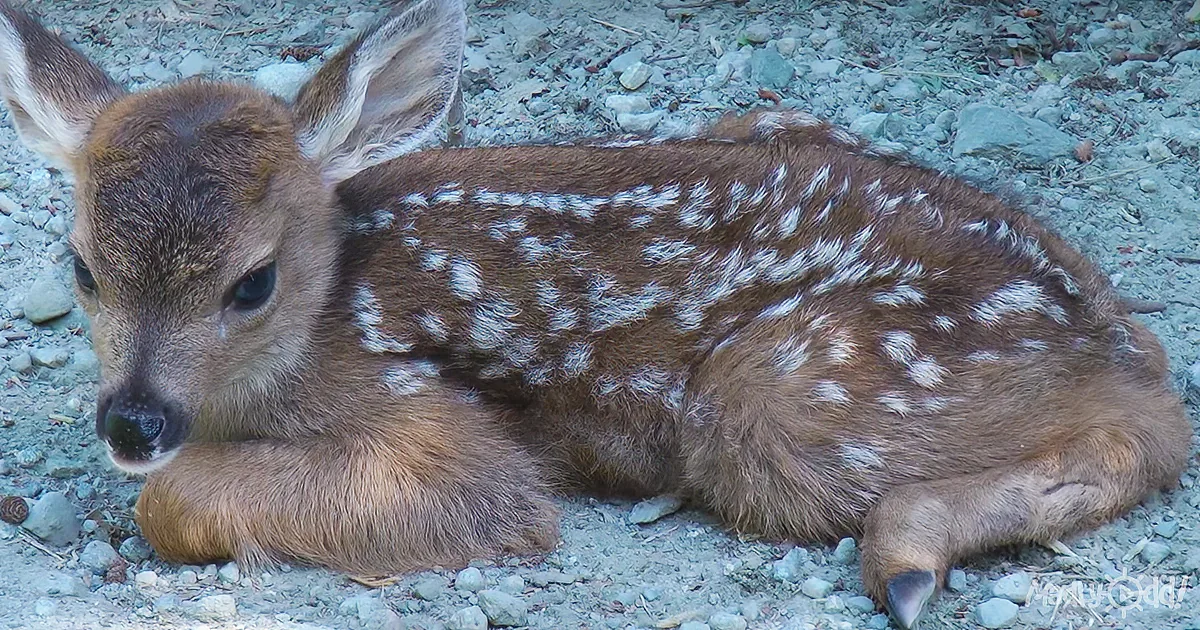 A young deer with brown fur and white spots rests on a rocky ground.