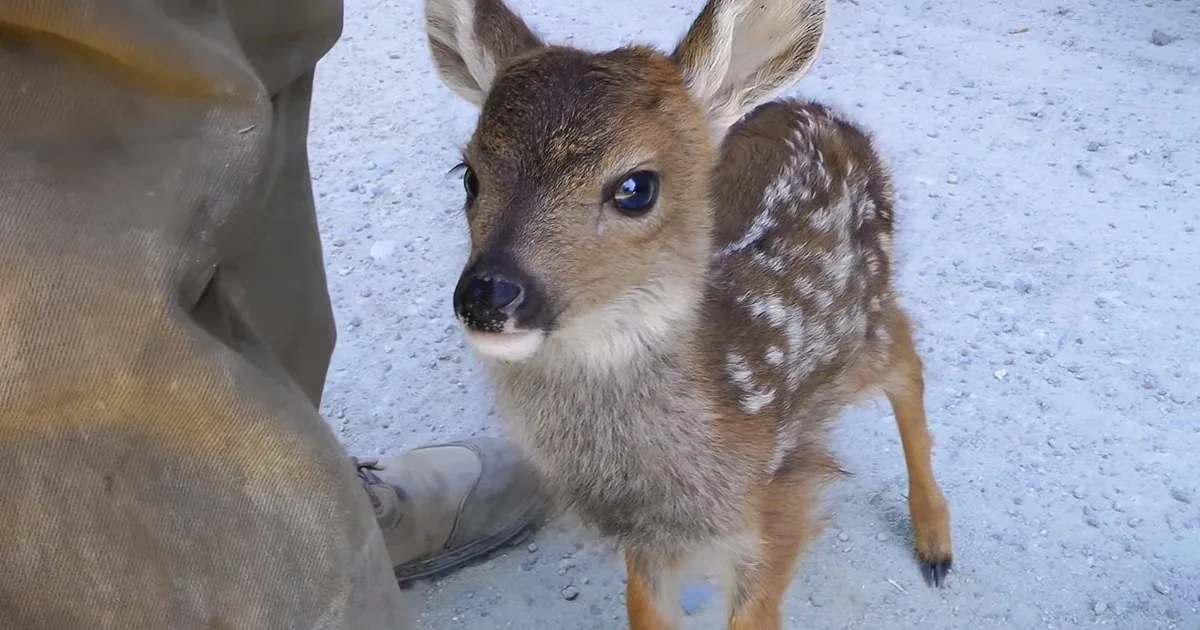 Separated From Mama, Lonely Baby Deer Risks Everything to Be Loved