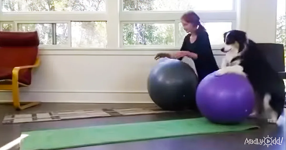 A woman and a dog are sitting on exercise balls in a room with windows and a chair.