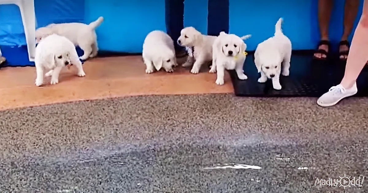 8 Puppies Visit a Pool for the First Time, They Immediately Have Owner Dashing for the Camera