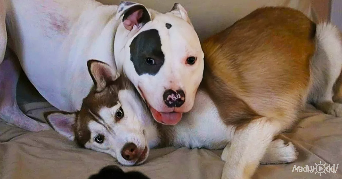 This Dog Hasn''t Seen His Best Friend in Years - Then They Come Face to Face
