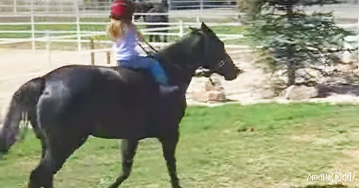 Little Girl Determined to Ride Horse, Mom''s Captured Footage Delights the Internet!