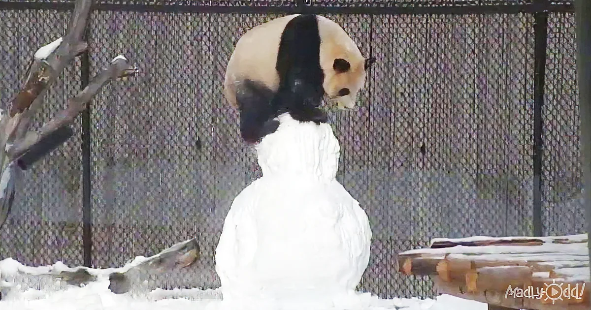 A panda bear is interacting with a snowman in a snowy enclosure.