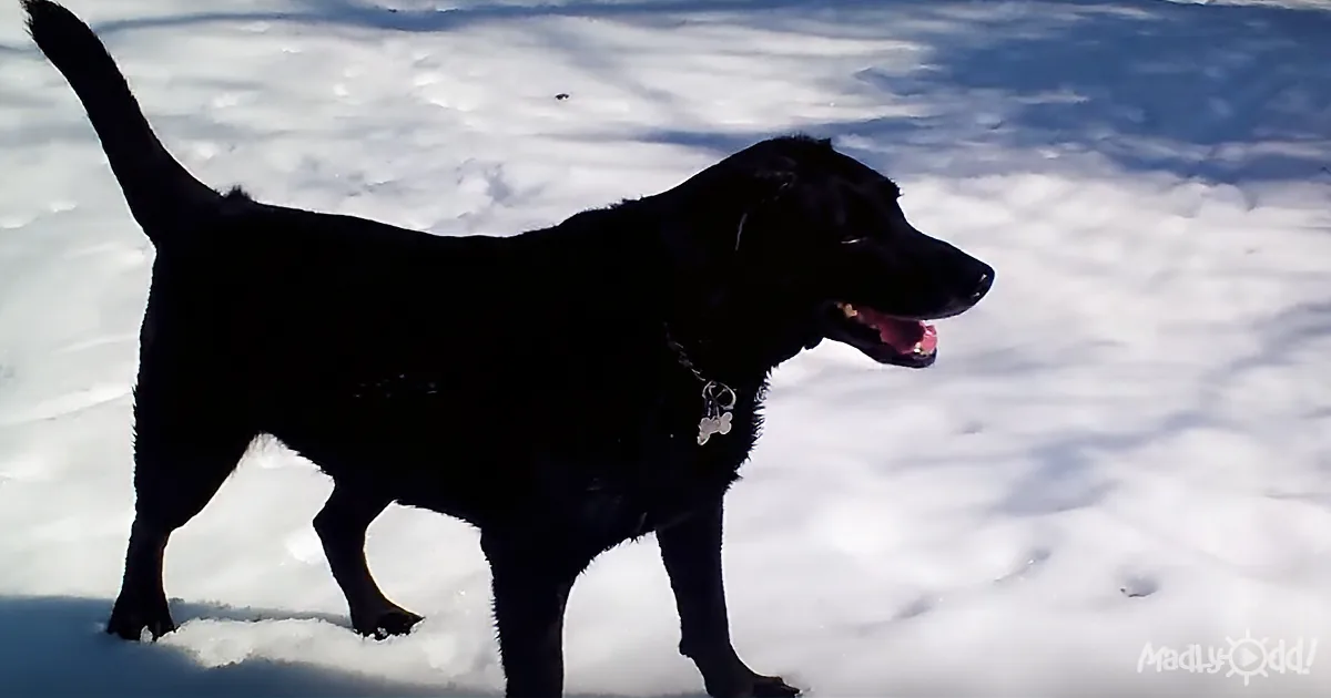 Dog Runs Into Snow and Slides, Family Can''t Get Enough of His New Trick