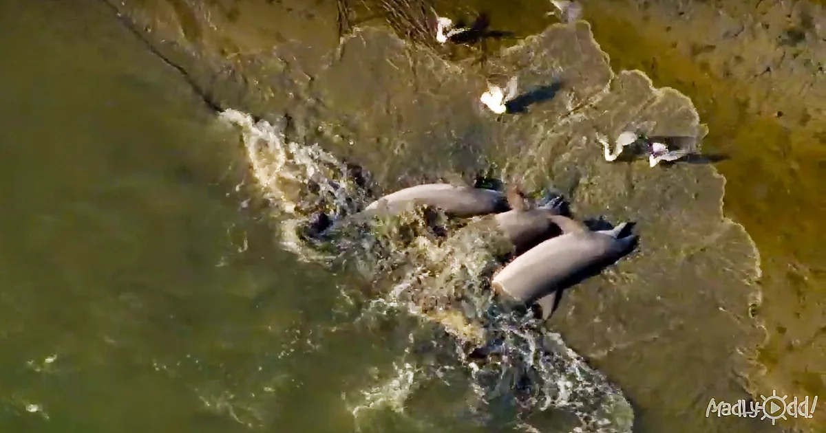 Daring Dolphins in Savannah Catch Fish in a Way No Other Dolphins on the Planet Dare