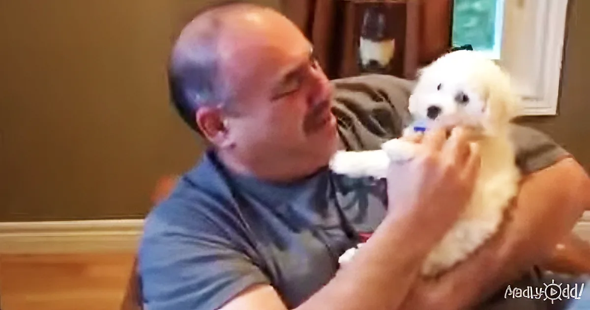 A man in a blue shirt is holding and interacting with a small white dog.