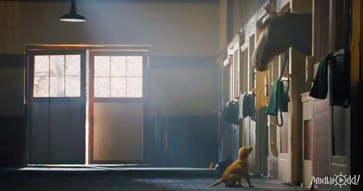 Clydesdale Horses Rescue Their Puppy in Heartwarming Super Bowl Ad That Has Everyone in Tears
