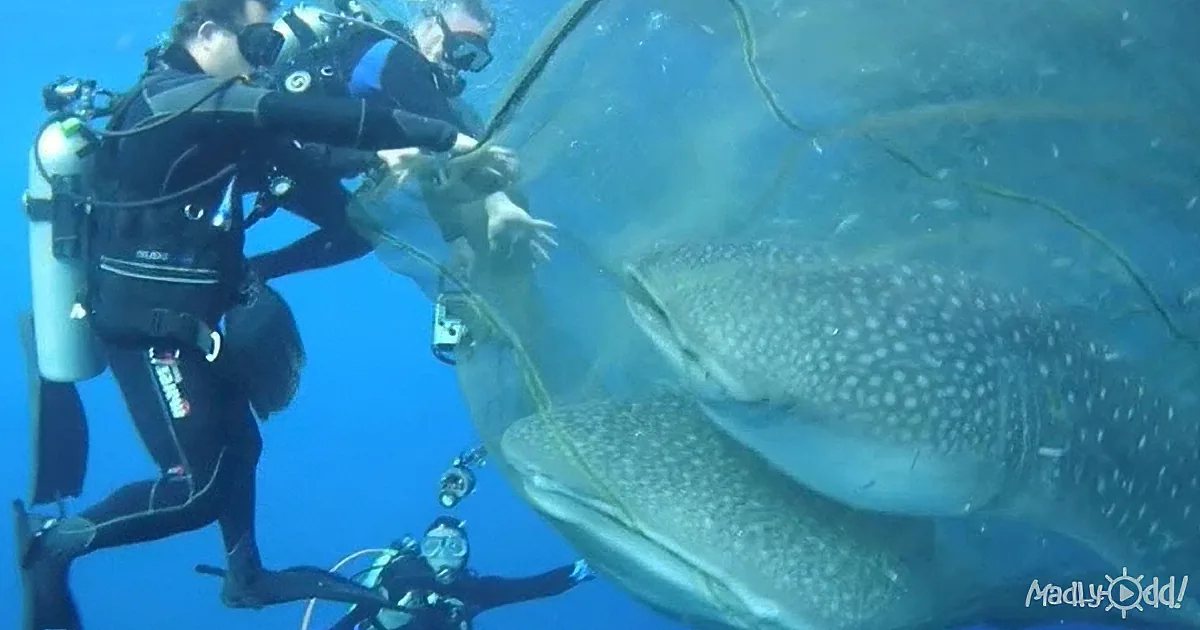 Injured Whale Sharks Trapped in Fishing Net, Watch as Divers Perform Rescue Mission