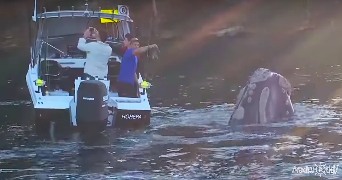 Boaters Remove Fishing Line From Whale''s Mouth and Perform the Ultimate Rescue Mission