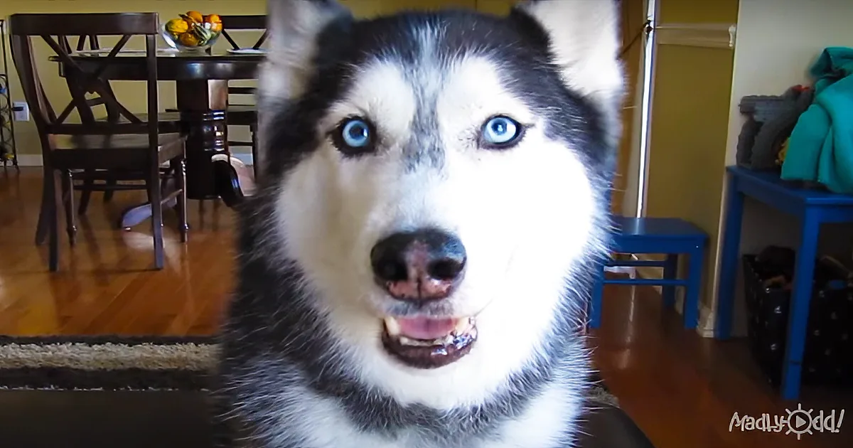 Owner Asks Husky ''How Are You?'' -- Internet Is in Love With Her Adorable Response
