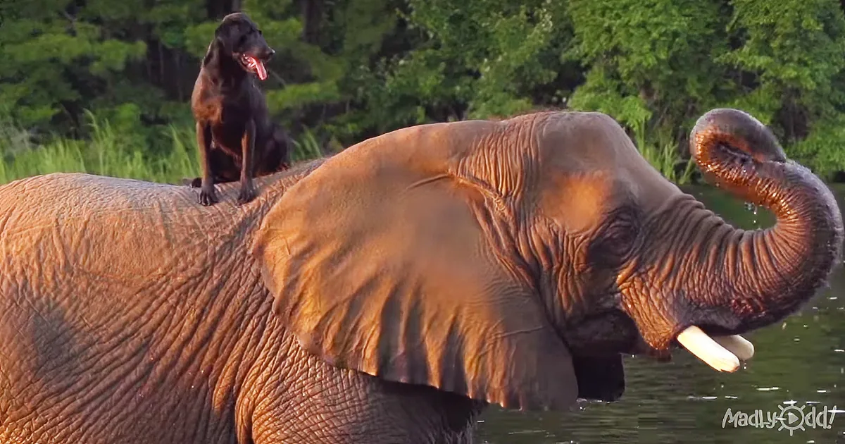A Quirky Common Interest Turned This Dog and an Elephant Into Best Friends Forever.