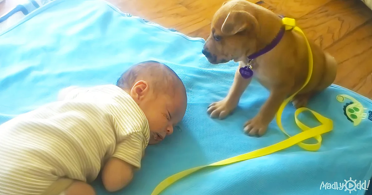 Baby Falls Asleep. Mom Watches Closely as Puppy Does the Most Adorable Thing Ever