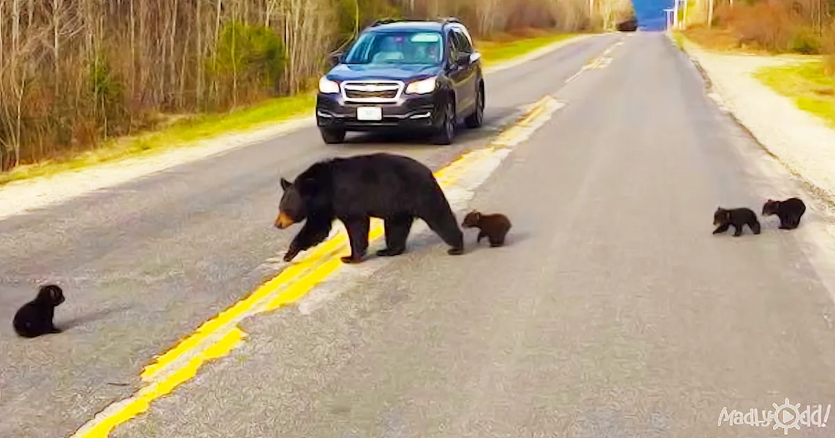 Cub Can''t Keep up With Momma Bear and Siblings - so Officer Comes to the Rescue