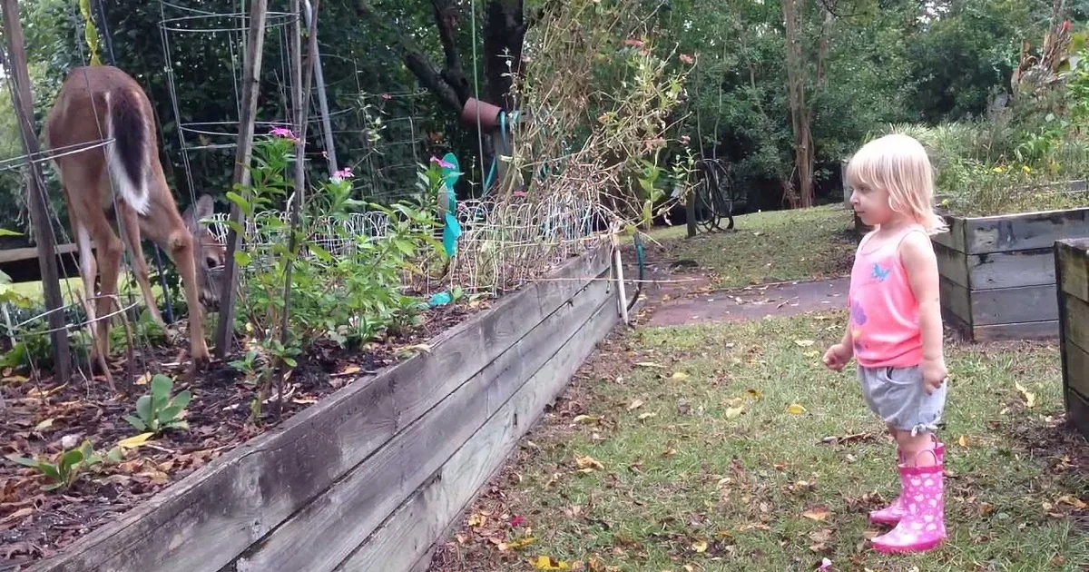 A deer grazes near a garden bed as a child in pink stands nearby, wearing rain boots.