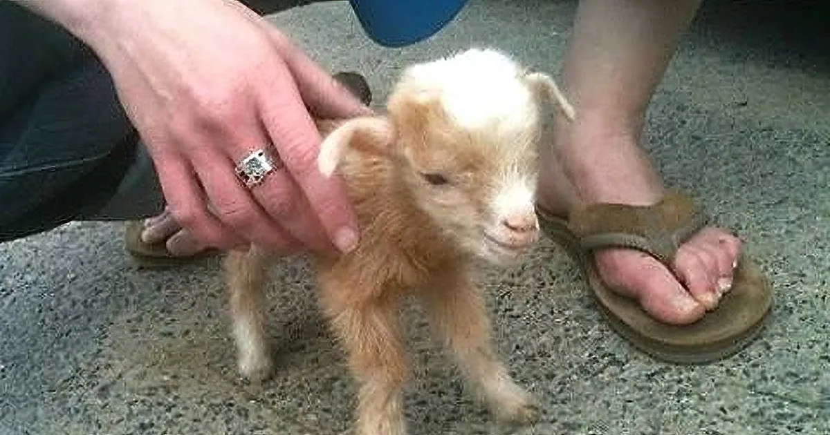 A tiny, fluffy baby goat is being held and petted by a person on a stone surface.