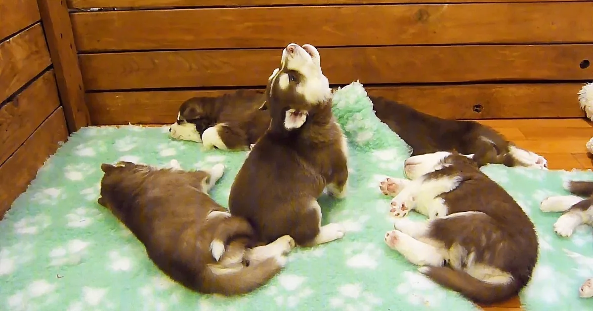 Puppy Howls to Wake Siblings, Has the Internet in Stitches When He Sounds Like Chewbacca