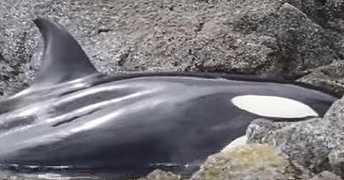 Rescuers Find Baby Orca Stuck on the Rocks, Spend Next 8 Hours Saving Her