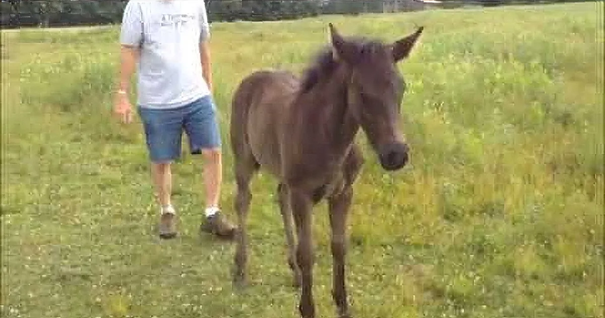 High-Spirited Horse Makes Her Point When the Back Scratching Ends Too Soon