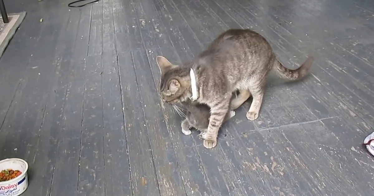 Frantic Mewing From the Crawlspace Inspires Clever Rescue Method